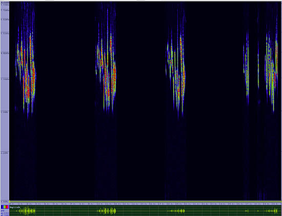 bird sonogram