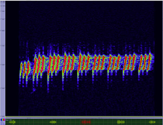 bird sonogram