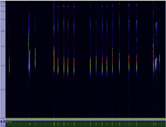 bird sonogram