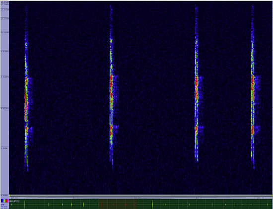 bird sonogram