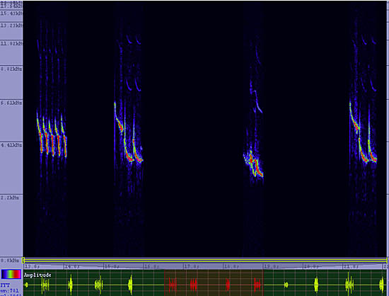 bird sonogram