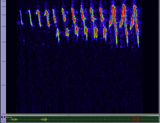 bird sonogram