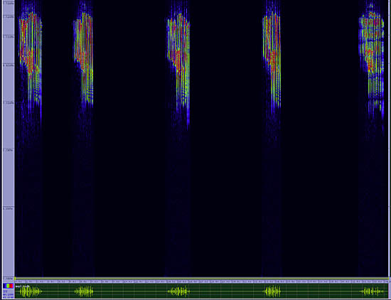 bird sonogram