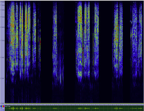 bird sonogram