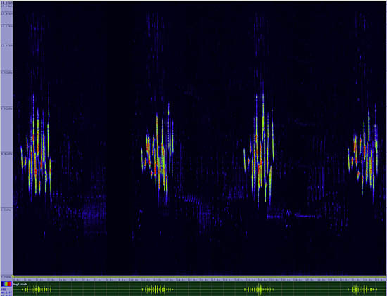 bird sonogram