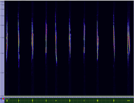 bird sonogram