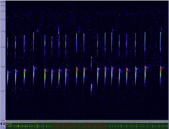 bird sonogram