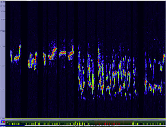 bird sonogram