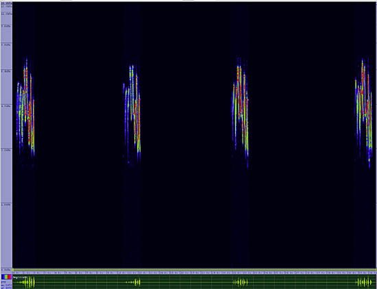 bird sonogram