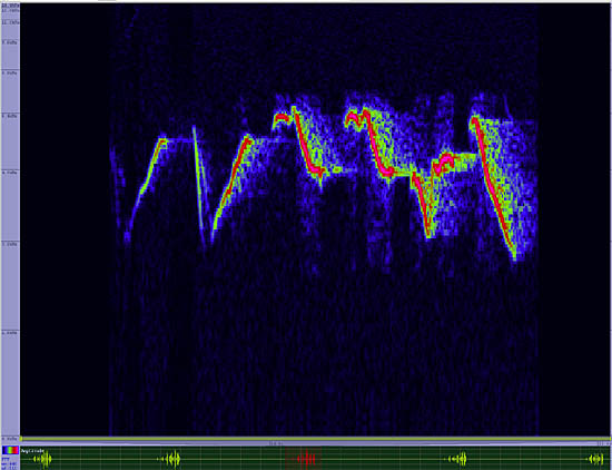 bird sonogram