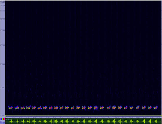 bird sonogram