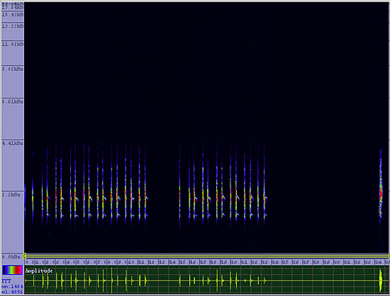 bird sonogram