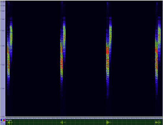 bird sonogram