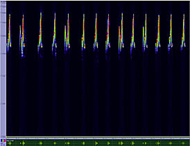 bird sonogram