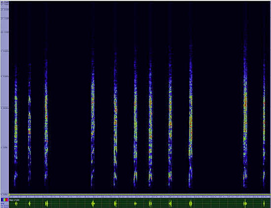 bird sonogram