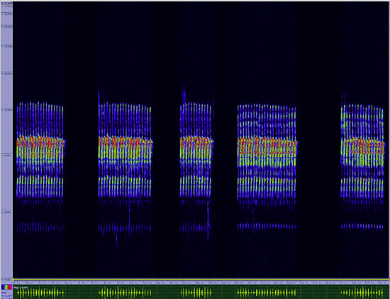 bird sonogram