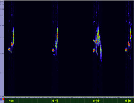bird sonogram