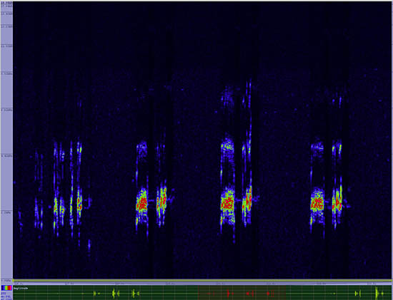 bird sonogram