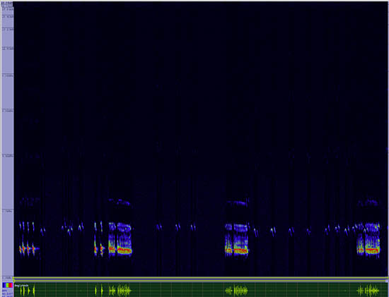 bird sonogram