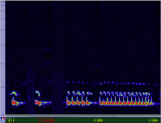 bird sonogram
