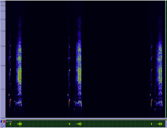 bird sonogram