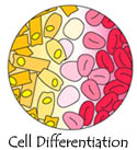 cell 
				differentiation