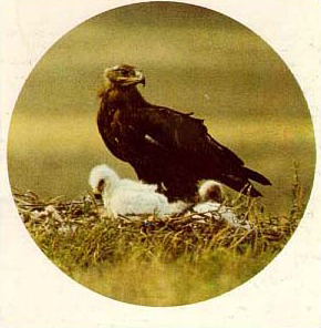 eagle
