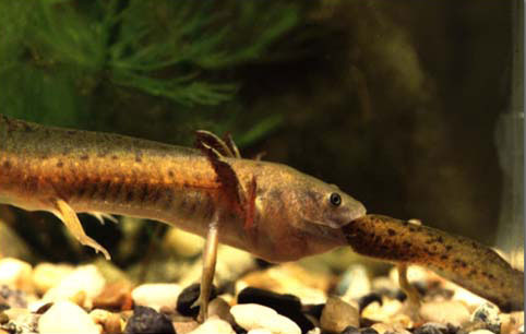 cannibal tiger salamander