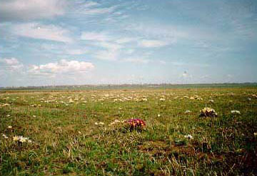 steppe grass