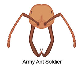 army ant