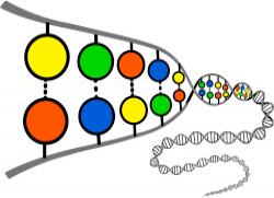 DNA instructions