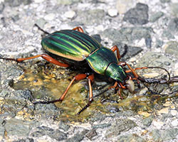 Golden ground beetle