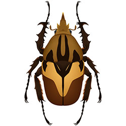 Male beetle illustration
