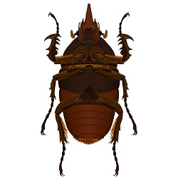 Underside beetle illustration