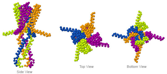 Potasium channel molecule