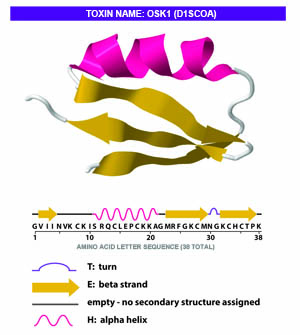 Protein cartoon drawing, also called a ribbon illustration.