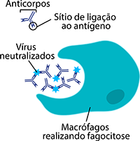 Os anticorpos capturam vírus ou bactérias invasores em grandes aglomerados. Isso facilita com que para os macrófagos os comam.