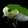 Astonishing Treehopper, 2014 Winner Astonishing Treehopper, 2014 Winner