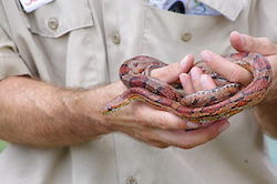 Corn snake