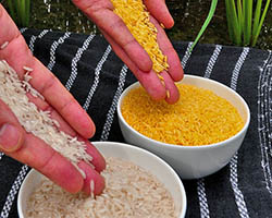 Uncooked Jasmine rice