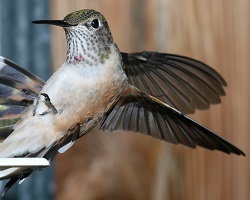 hummingbird landing