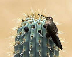 Giant hummingbird
