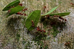 Leaf-cutter ants