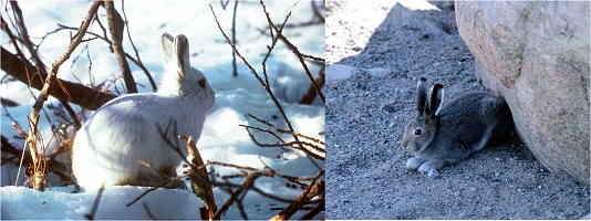 Arctic hares in brown and white