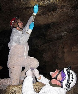 Collecting a bat that has signs of white nose syndrome.