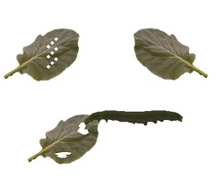 Plant damage types