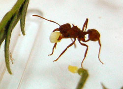 what do ants eat?