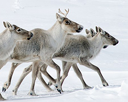 A group of caribou crossing ice pack in the Arctic