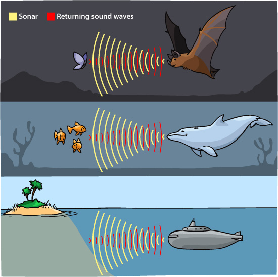 sonar echolocation illustration