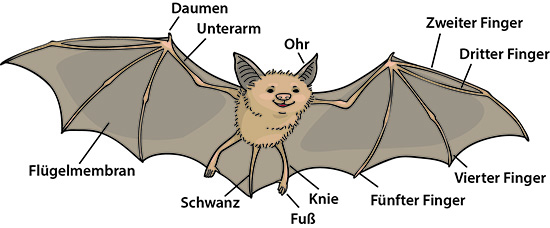 Anatomie einer Fledermaus